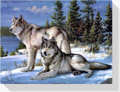 Sellaio® Schilderen op Nummer Volwassenen en Kinderen – Schilderen op Nummer Dieren en Wolf – hond - 40x50 cm – Paint by Numbers – Compleet Hobbypakket