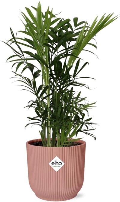 Plantenboetiek.nl | Chamaedorea Elegans in ELHO Vibes Fold roze - Ø14cm - 30-40cm hoog - Kamerplant - Groenblijvend