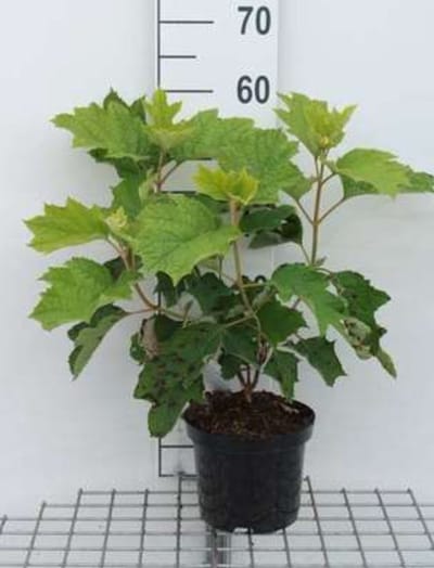 Hydrangea querc. 'Sike's Dwarf' - Eikenblad Hortensia 30- 40 cm in pot