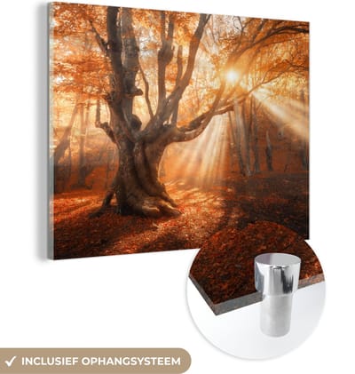 MuchoWow® Glasschilderij 120x90 cm - Schilderij acrylglas - Boom - Natuur - Herfst - Foto op glas - Schilderijen