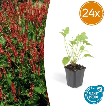 Trendyplants - Persicaria amplexicaulis - 24 stuks - Duizendknoop - Winterhard - Hoogte 10-30 cm - Potmaat Ø9cm