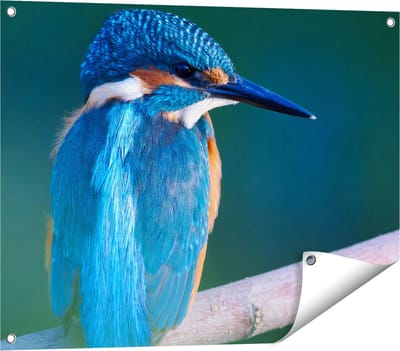 Gards Tuinposter Blauwe IJsvogel op een Tak - 80x60 cm - Tuindoek - Tuindecoratie - Wanddecoratie buiten - Tuinschilderij