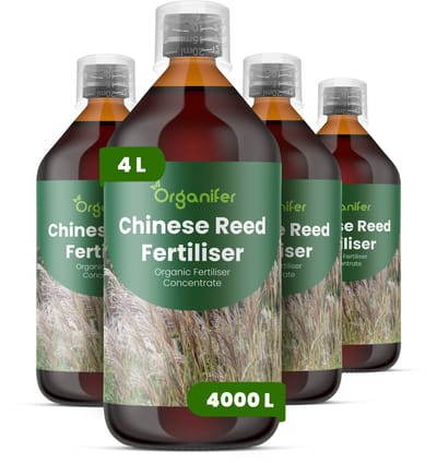 Vloeibare Meststof Voor Chinees Riet 4X1 L Voor 4000 L - Npk 3-4-3 - Siergras - Architectonische Bladeren - Sterke Pluimvorming - Rizoom Ontwikkeling - Windbestendige Stengels - Hittebestendig - Droogtebestendig - Organifer