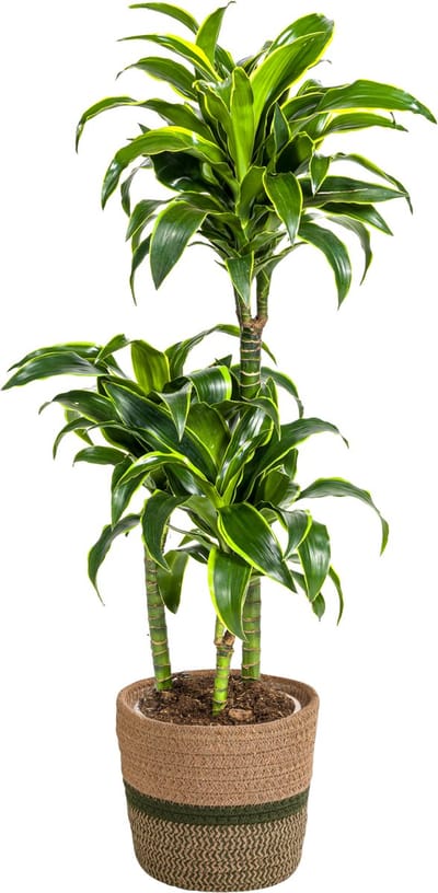 Plantenboetiek.nl | Dracaena Deremensis 'Dorado' met mand - Ø21cm - 100-120cm hoog - Kamerplant - Groenblijvend