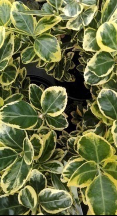 Euonymus jap. 'Ovatus Aureus' ( 'marieke') - Japanse Kardinaalshoed, Kardinaalsmuts , 20- 30 cm in pot