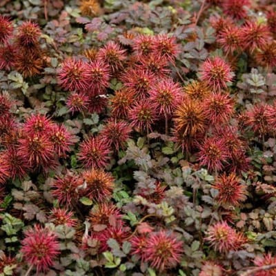 6 x Acaena Microphylla - Stekelnootje pot 9x9cm
