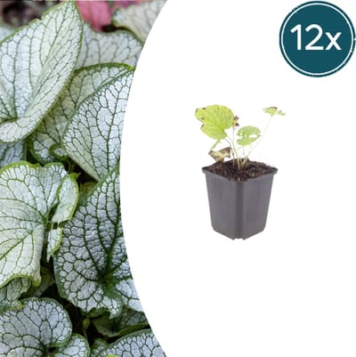 Tuinplantenshop.com | Brunnera macr. 'Jack Frost' | 12 stuks - Ø9cm - 10-25cm hoog - Tuinplant