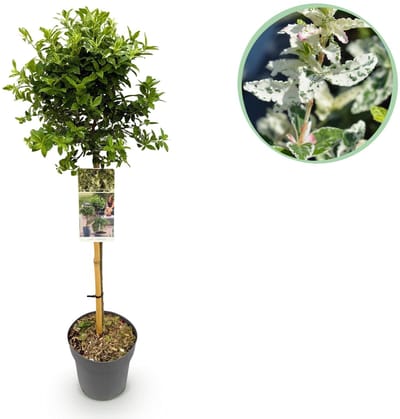 Green boutiQ - Tuinplant - Euonymus fortunei Harlequin - Plant op stam - Terras Plant - Bladhoudend - Weinig Onderhoud - Pot 19cm Hoogte 90cm