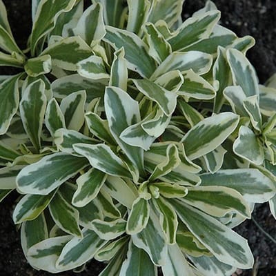 6 x Arabis Ferdinadi-Coburgii 'Variegata' - Rijstebrij pot 9x9 cm