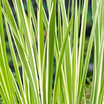 Moerings Acorus Calamus Variegata | Bonte kalmoes | In 18CM Mand Kant en Klaar