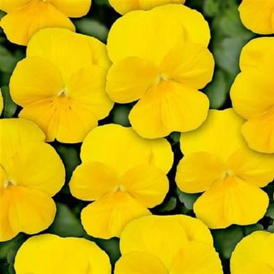 Violen Twix Yellow