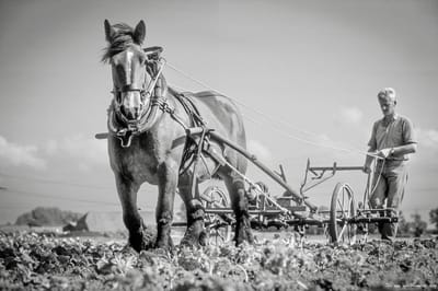 Trekpaarden TW13 - Foto - Ton van der Weerden - Fine Art Print op fotokwaliteit papier - 40 x 50 cm