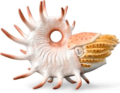 COLLECTA Figurine - Cooperoceras - (Xl) - Prehistorie - Handgeschilderd - Miniatuur