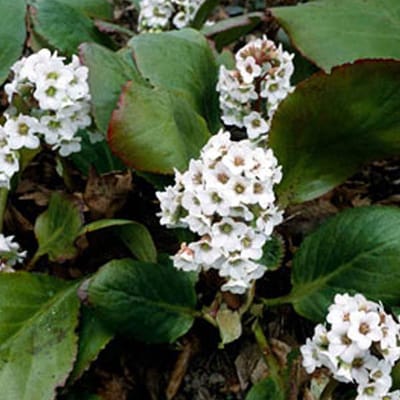 6 x Bergenia 'Bressingham White' - Schoenlappersplant pot 9x9cm