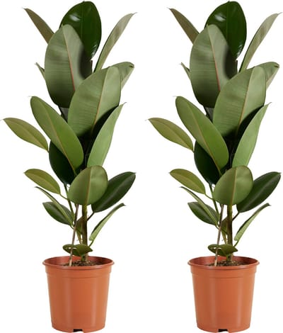 Bloomique - Set van 2 - Ficus Elastica Robusta - Rubberboom - Rubberplant - Kamerplanten - Luchtzuiverend - Zeer Gemakkelijk te Verzorgen - Hoogte 80-100 cm - Pot 21 cm