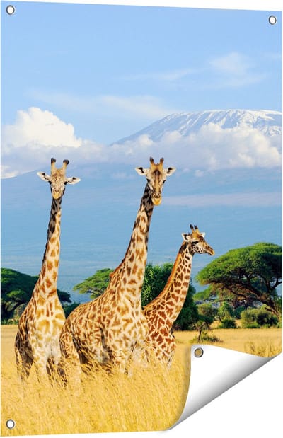 Gards Tuinposter Drie Giraffes in de Savanne - 60x80 cm - Tuindoek - Tuindecoratie - Wanddecoratie buiten - Tuinschilderij