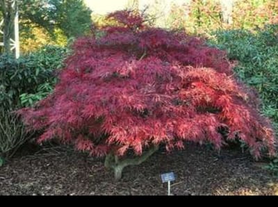 1 x Acer palm. 'Garnet' ('dissect. garnet') - Japanse Esdoorn 'Garnet' 60- + cm in pot