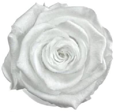 4x Dc pres.rozen teddy white