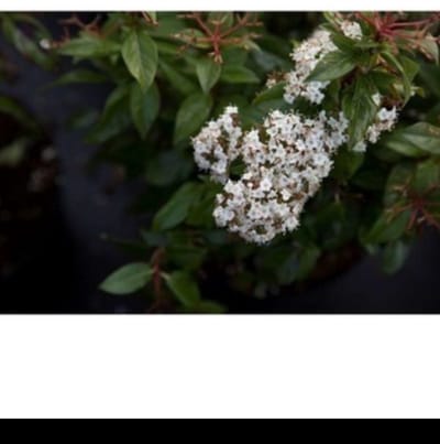 2 x Viburnum plic. 'Tomentosum' - Japanse Sneeuwbal 40- 60 cm in pot