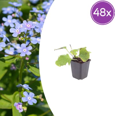 Tuinplantenshop.com | Brunnera macrophylla | 48 stuks - Ø9cm - 10-25cm hoog - Tuinplant