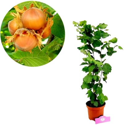 Corylus avellana 'Webb's Prize Cob' - Engelse Hazelnoot - Hoogte 100cm - 2 liter pot