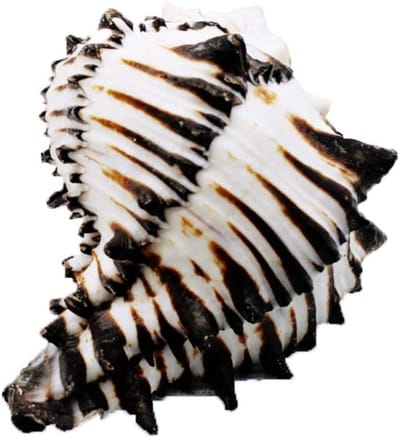 Natuurlijke Schelpen Jumbo Zeevruchten Ornament voor Aquarium, DIY Craft en Strandthema Decoratie voor Feesten
