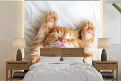 Behang - Fotobehang Kat - Rood - Huisdieren - Kitten - Breedte 280 cm x hoogte 280 cm