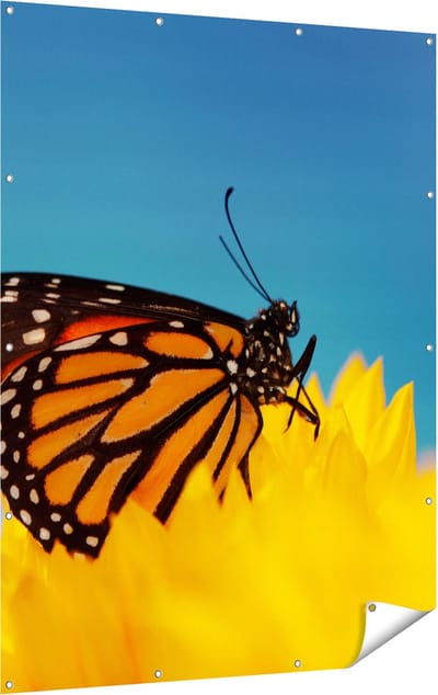 Gards Tuinposter Oranje Vlinder bij een Zonnebloem - 120x160 cm - Tuindoek - Tuindecoratie - Wanddecoratie buiten - Tuinschilderij