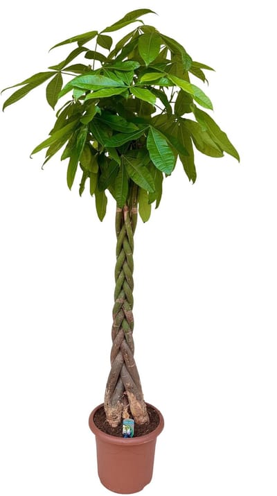 Geldboom 200 cm – Pachira aquatica – Grote binnenplant – Pot Ø32 cm – Luchtzuiverend