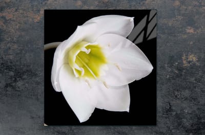 TMK ArtDeko Orchidee - Glazen Beschermplaat - 50x52cm - Krasbestendig - Makkelijk te Reinigen