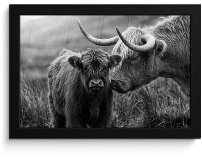 Poster in lijst - Fotolijst 30x20 cm - Posters - Schotse hooglander - Kalf - Zwart - Wit - Posterlijst zwart - Decoratie - Wanddecoratie woonkamer - Muurdecoratie slaapkamer