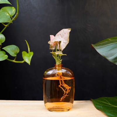 Santiago | Hydroponie | Muurdecoratie |Oranje glas |Syngonium Neon