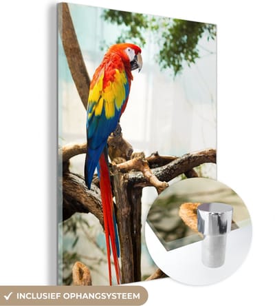 MuchoWow® Glasschilderij 30x40 cm - Schilderij acrylglas - Papegaai - Vogel - Regenboog - Tropical - Foto op glas - Schilderijen