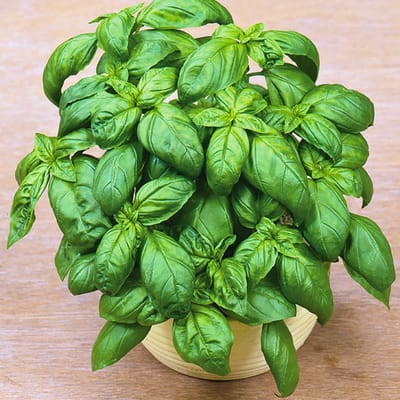 Sluis Garden - Basilicum Grove, Grootbladige (Ocimum basilicum)