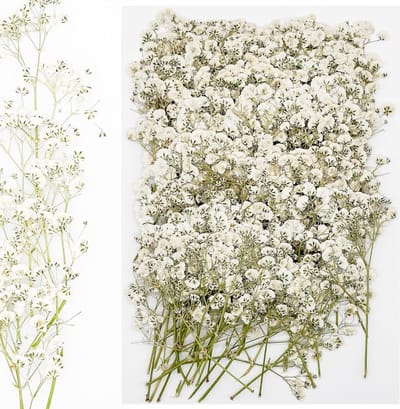120 Stuks Gedroogde Bloemen voor Hars, Natuurlijke Geperste Bloemen voor DIY Sieraden, Kaarsen en Decoratie