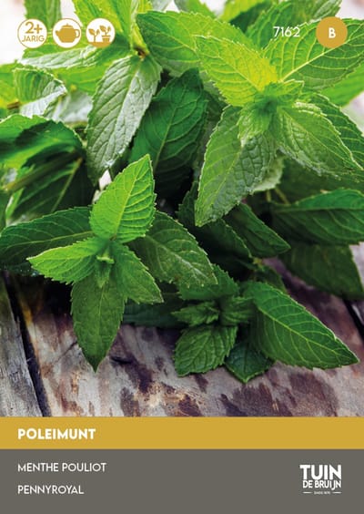 Poleimunt Zaden – Mentha pulegium – Meerjarig Kruid – Ca. 1200 Zaden – Kruidenzaden – Verfrissende Thee – Tuin de Bruijn