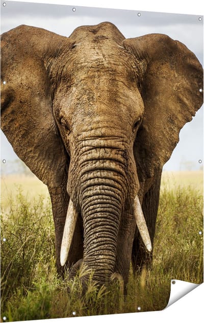 Gards Tuinposter Olifant in het Wild - Kleur - 120x160 cm - Tuindoek - Tuindecoratie - Wanddecoratie buiten - Tuinschilderij
