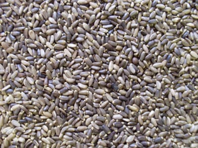 Vogelvoer- Vogelzaden- Mariadistelzaad- Mariendistelzaad- 2 Kilo