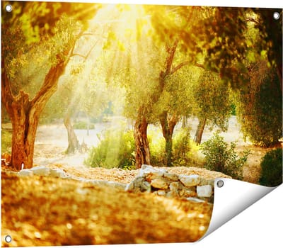 Gards Tuinposter Olijfbomen - Olijfboomgaard - 80x60 cm - Tuindoek - Tuindecoratie - Wanddecoratie buiten - Tuinschilderij