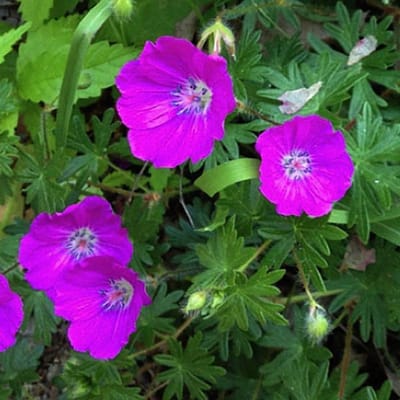 6 x Geranium Sanguineum - Bloedooievaarsbek Pot 9x9cm - Robuuste Tuinbloeier