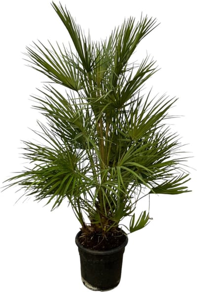 Trendyplants - Chamaerops Humilis struik - Hoogte 120-140 cm - Europese Dwergpalm - Winterhard - Tuinplant - Potmaat Ø24cm