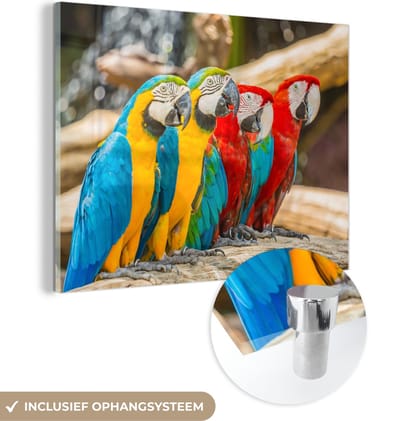 MuchoWow® Glasschilderij 40x30 cm - Schilderij acrylglas - Vogels - Papegaai - Tropisch - Natuur - Foto op glas - Schilderijen