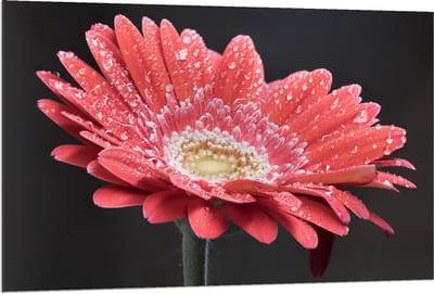 Dibond - Rode Bloem met Waterdruppels  - 120x80cm Foto op Aluminium (Wanddecoratie van metaal)