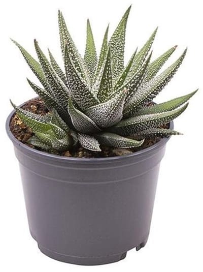 JUNAVERA Haworthia fasciata Concolor | Compacte vetplant in 7 cm pot | 13 cm hoge terrarium- en kamerplant