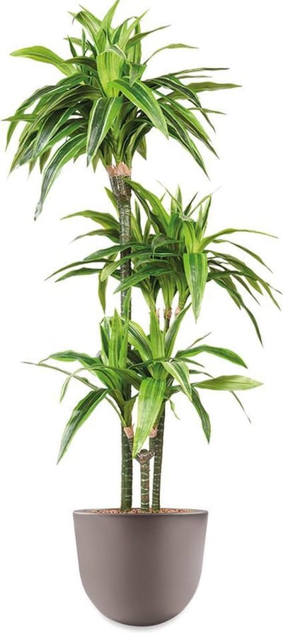 HTT - Kunstplant Dracaena Lemon Lime in Eggy taupe H130 cm