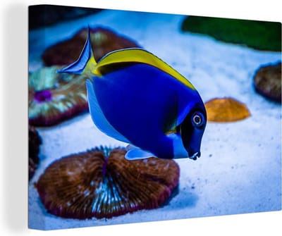 Tropische doktersvis Canvas 30x20 cm - klein - Foto print op Canvas schilderij (Wanddecoratie woonkamer / slaapkamer) / Wilde dieren Canvas Schilderijen