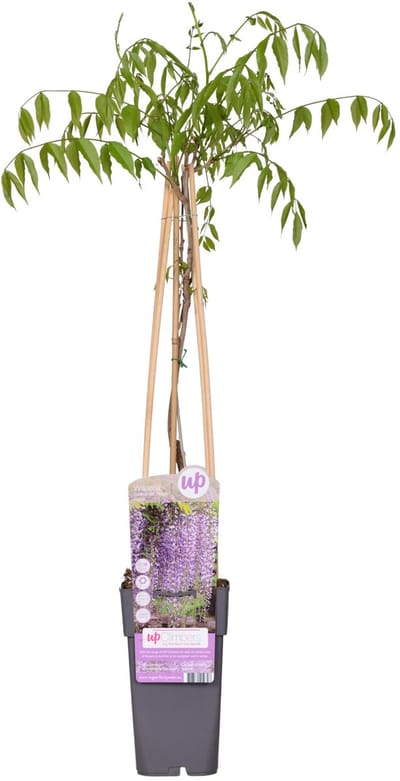 Hello Plants Wisteria Floribunda Naga Noda Blauwe Regen Paars - Klimplant, Sierheester - Ø 15 cm - Hoogte: 65 cm