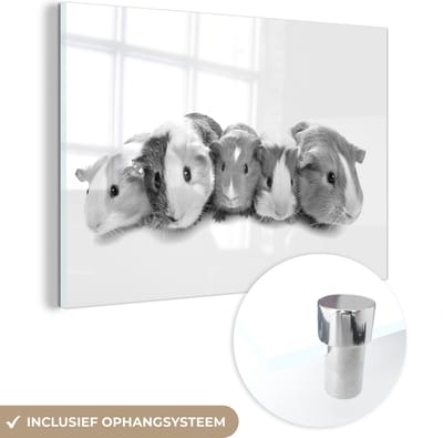 MuchoWow® Glasschilderij 30x20 cm - Schilderij acrylglas - Vijf cavia's - zwart wit - Foto op glas - Schilderijen