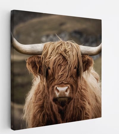 Saammp Canvas Schilderij - Schotse Hooglander Koe tussen de bomen - Winter - Landschap - Dieren - Natuur - 20x20 - Foto op canvas - Wanddecoratie - muurdecoratie Woonkamer - Slaapkamer decoratie - Canvas Print