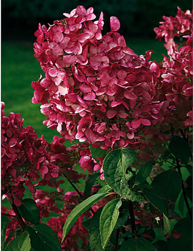 Tuinplant - Buitenplant - Winterhard - Hortensia - Hydrangea paniculata 'Wim's Red'® - Wit - Roze - Rood - Planthoogte 30-40 cm - Potmaat P23